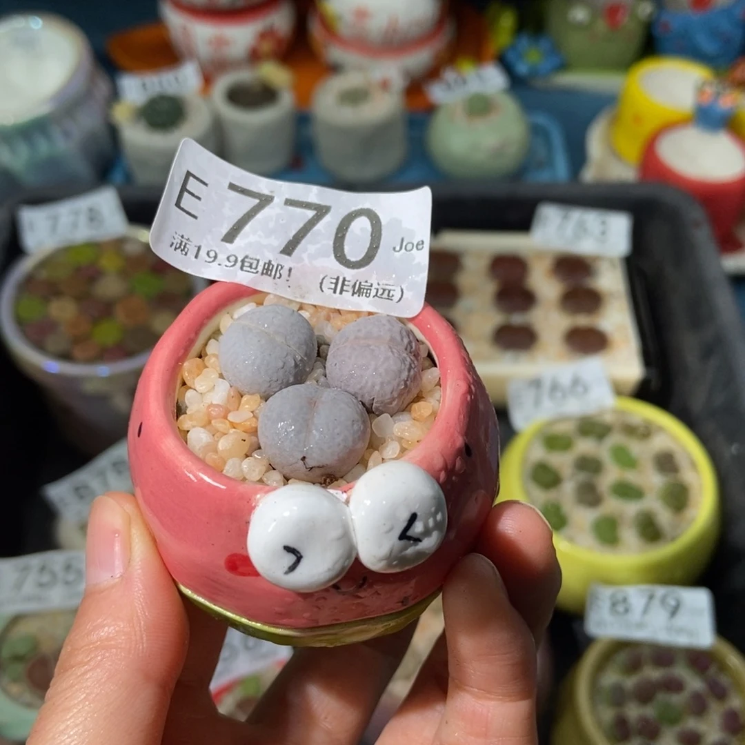 大舅生石花肉锥多肉770