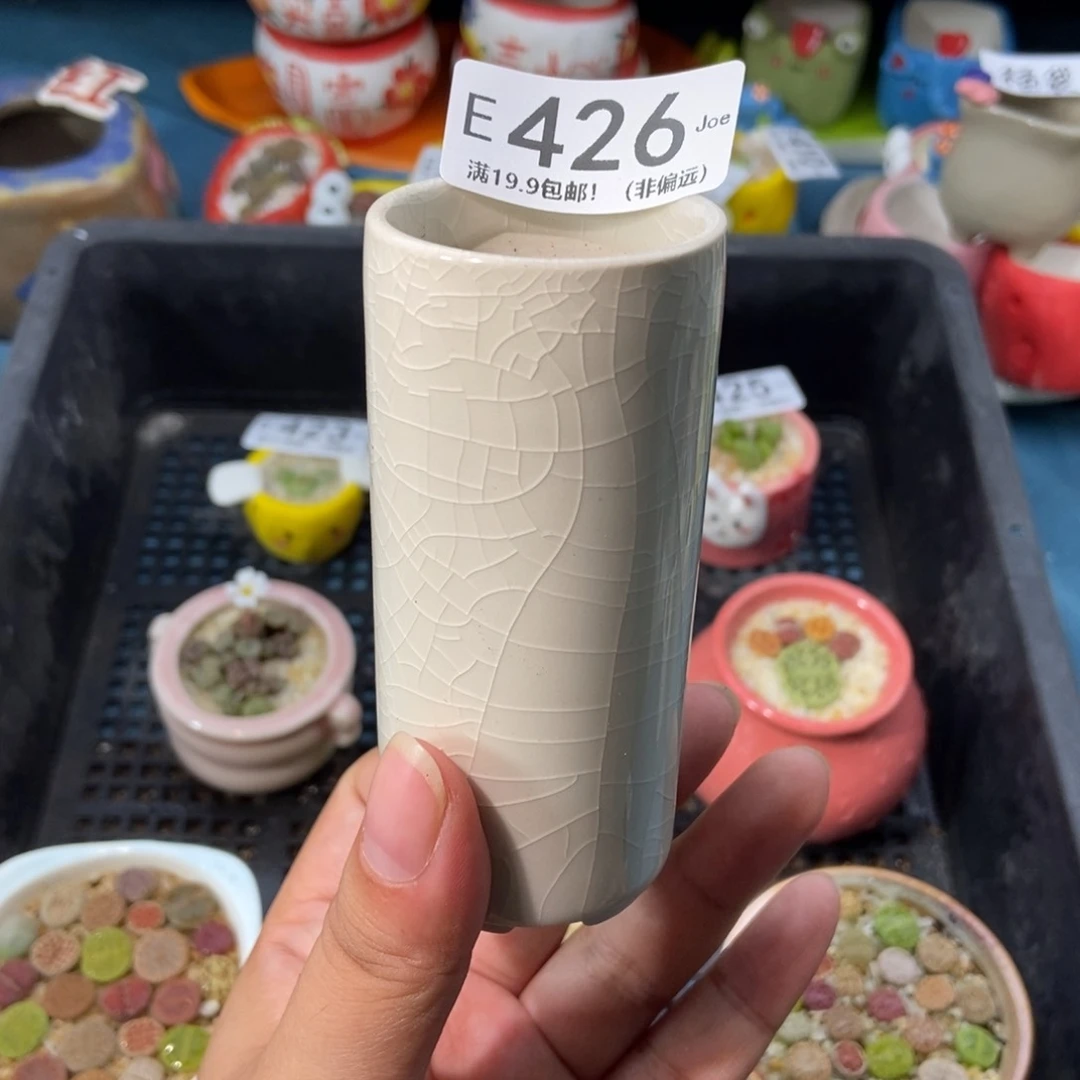 洋***羊大舅生石花肉锥多肉426