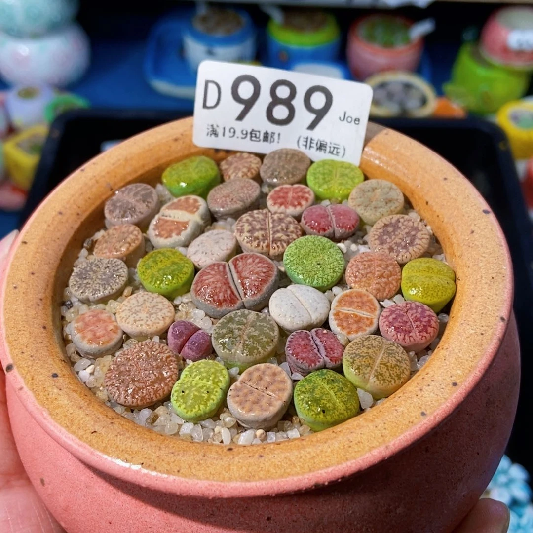 大舅生石花肉锥多肉989