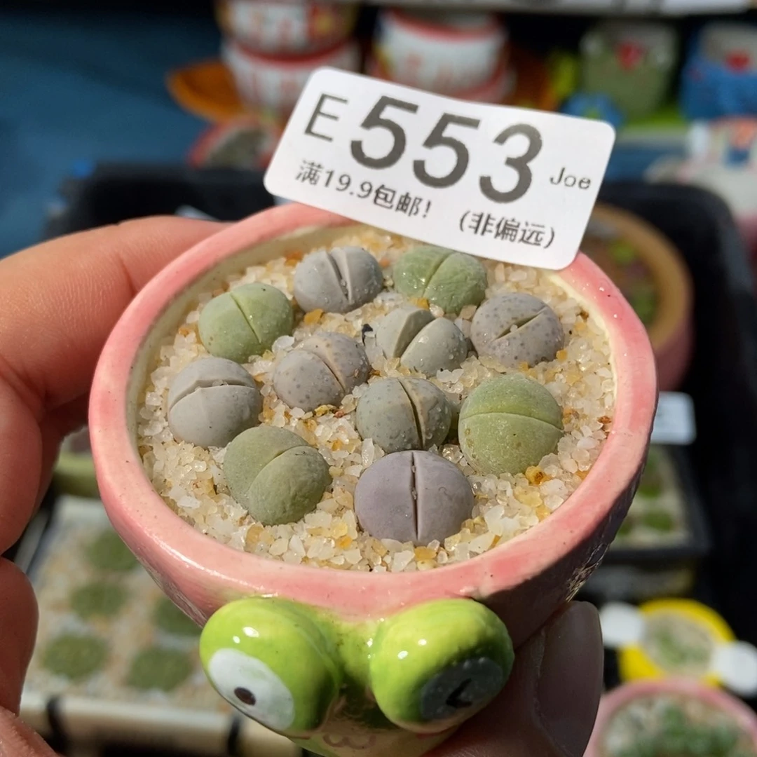 大舅生石花肉锥多肉553