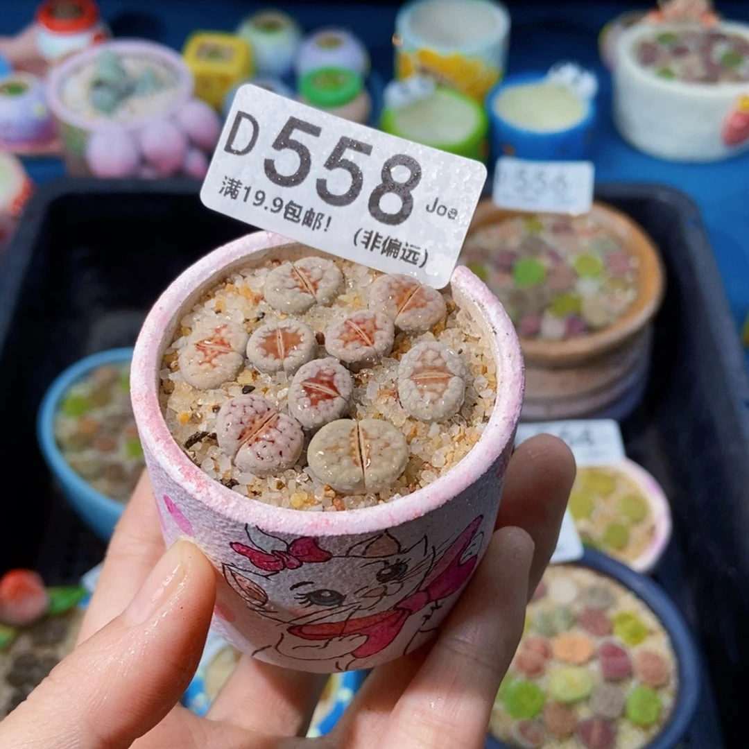 大舅生石花肉锥多肉558