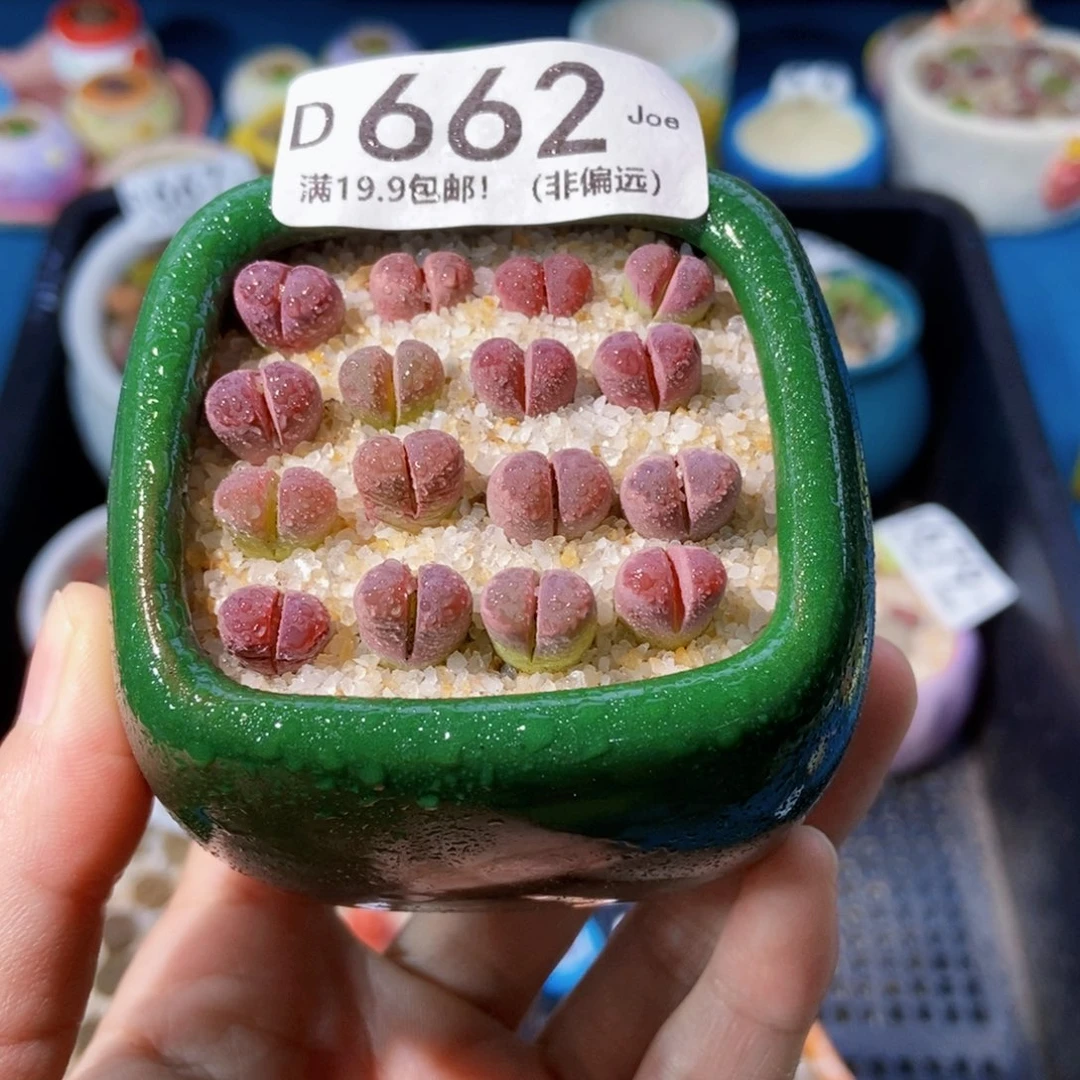 大舅生石花肉锥多肉662