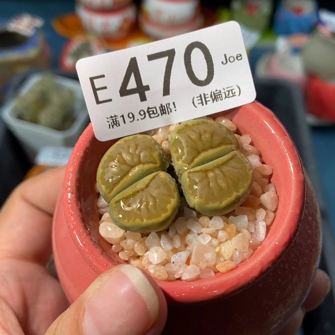 大舅生石花肉锥多肉470