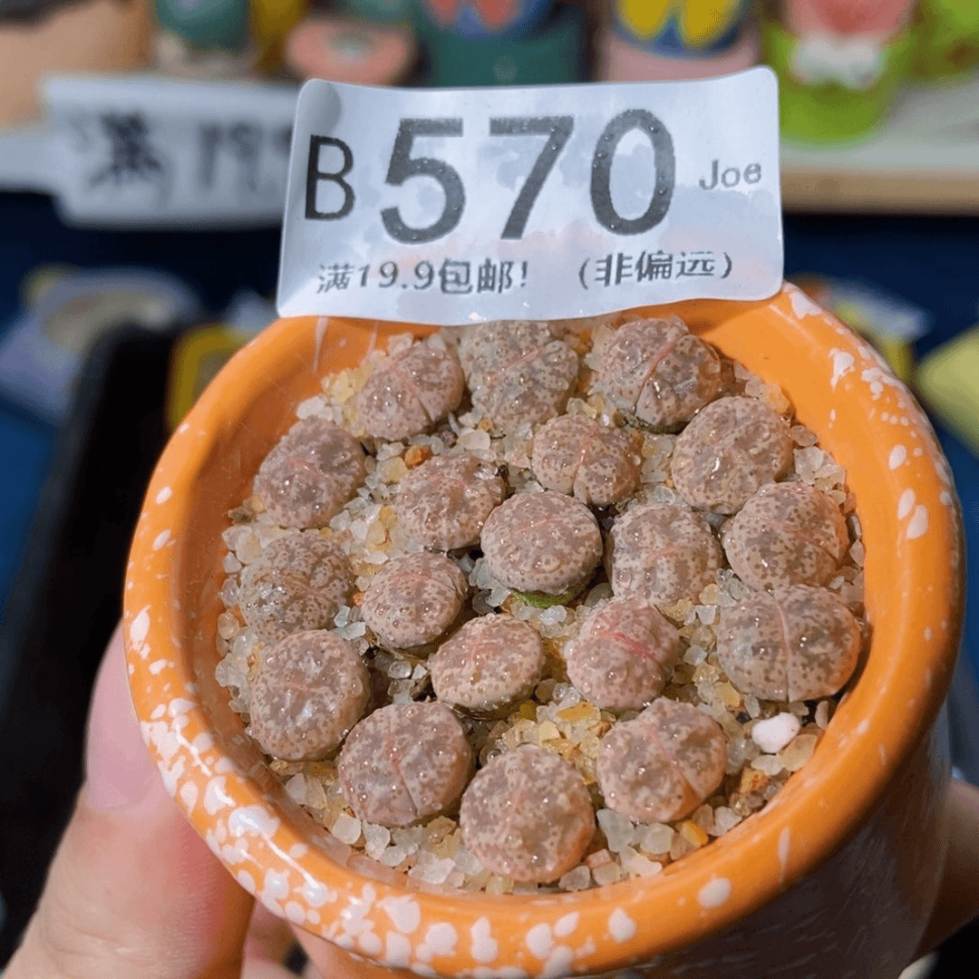 大舅生石花肉锥多肉570