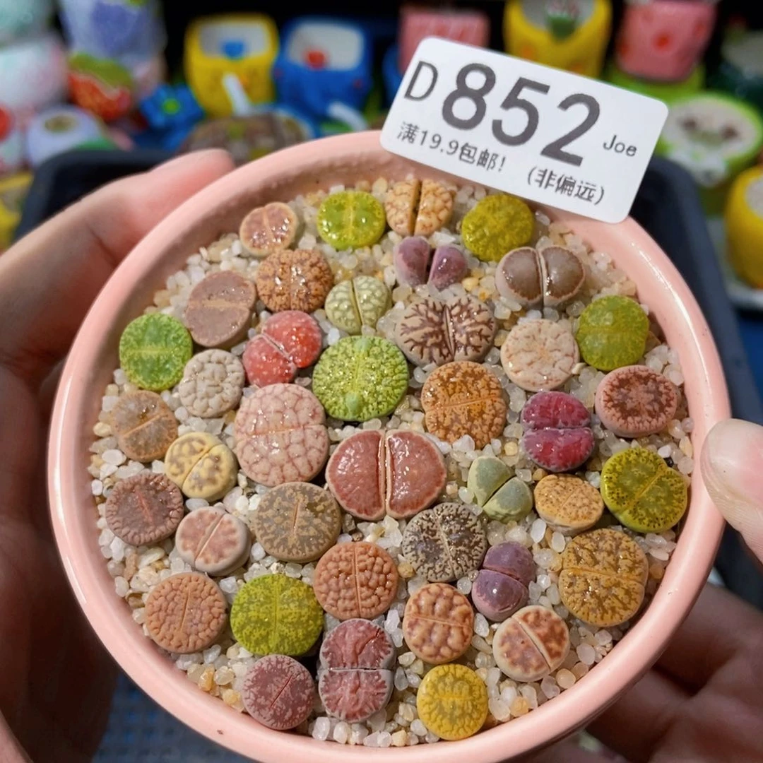 大舅生石花肉锥多肉852