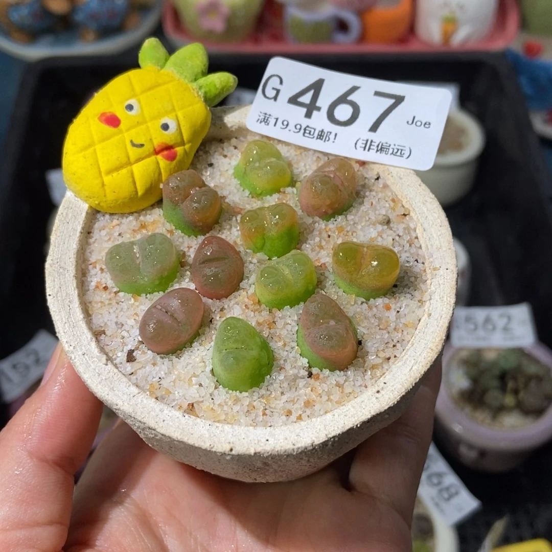 大舅生石花肉锥多肉467