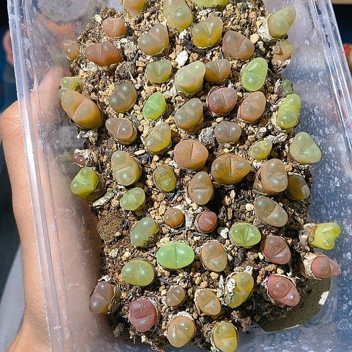 285大舅生石花肉锥