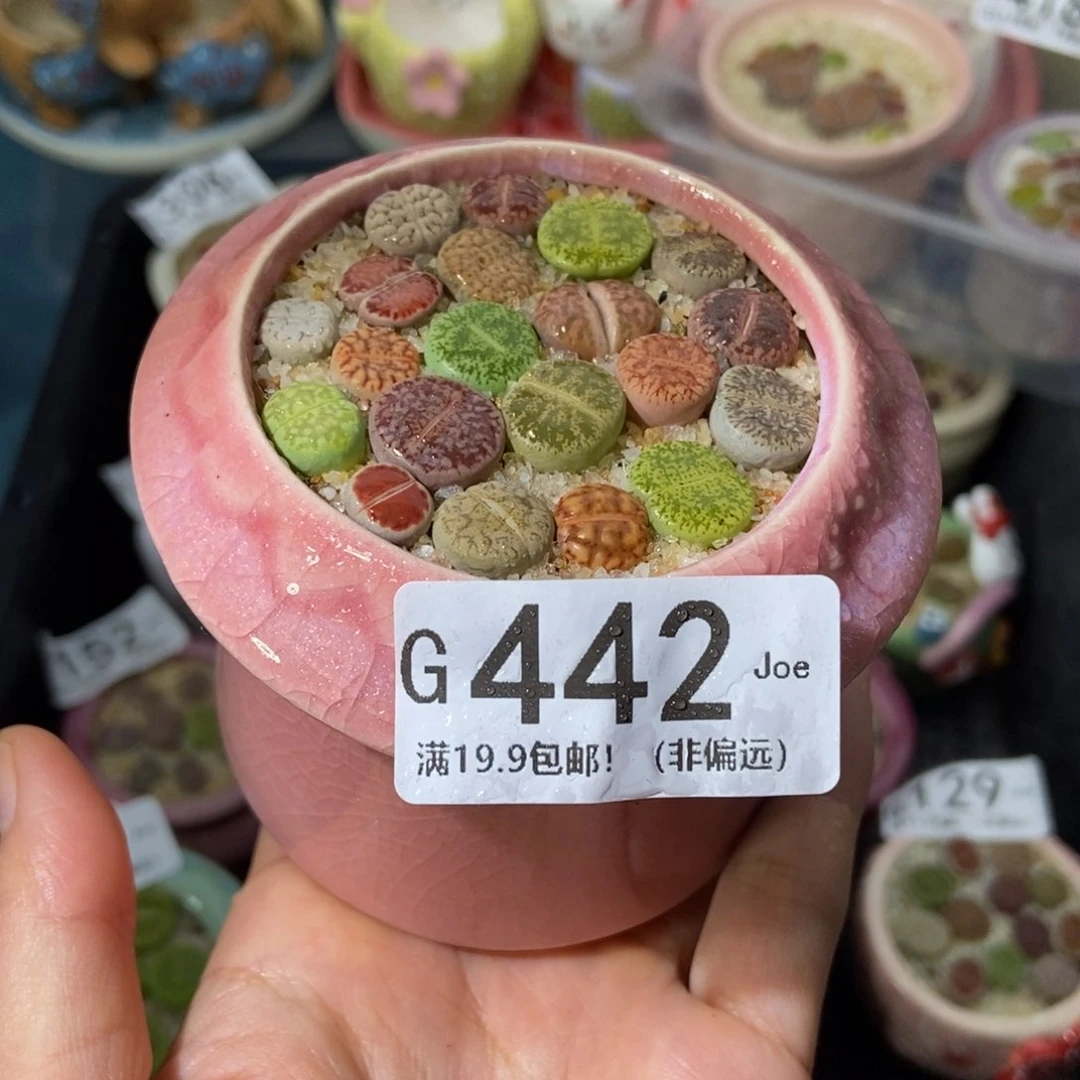 大舅生石花肉锥多肉442
