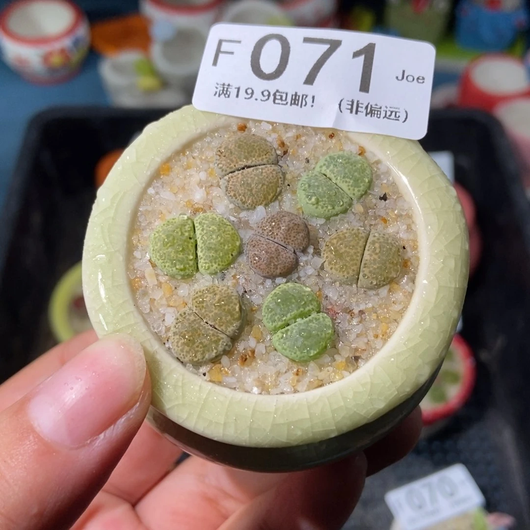 大舅生石花肉锥多肉071