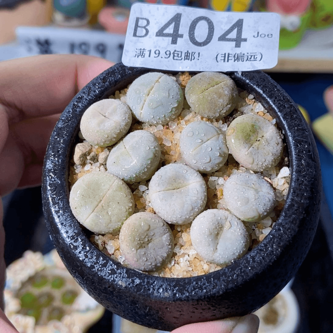 大舅生石花肉锥多肉404