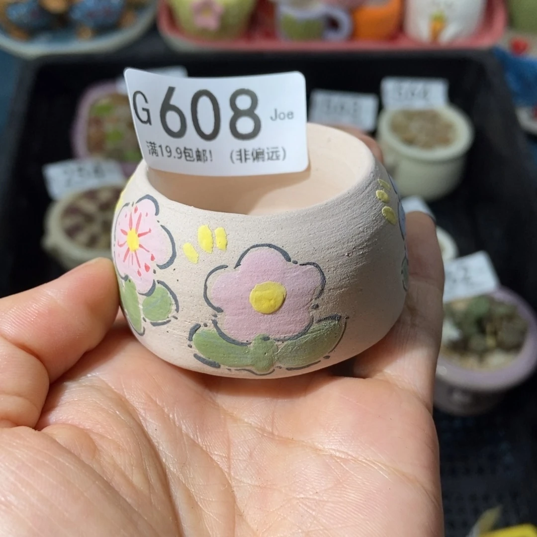 大舅生石花肉锥多肉608