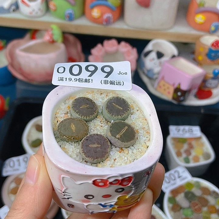 大舅生石花肉锥多肉099