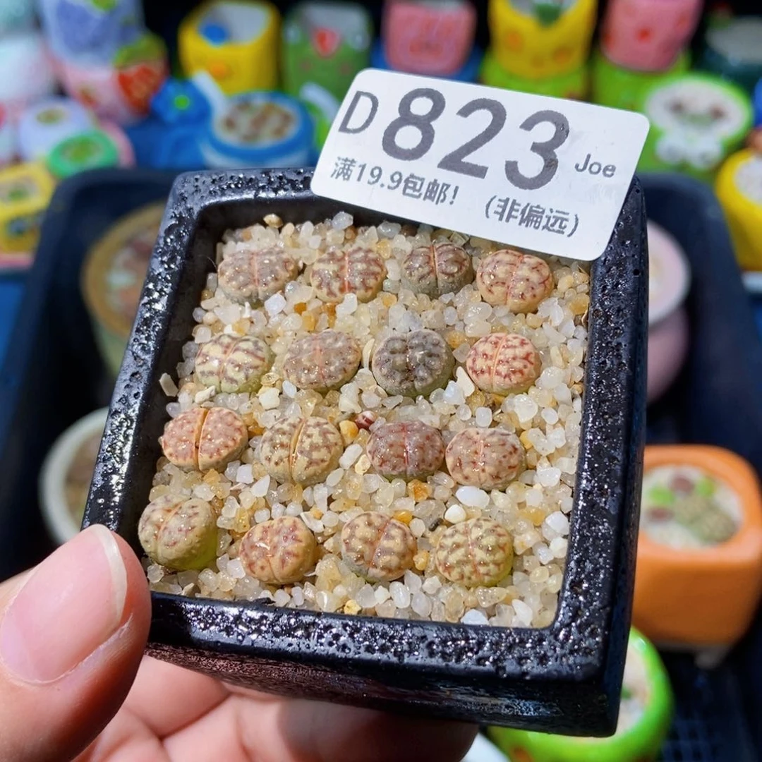 大舅生石花肉锥多肉823