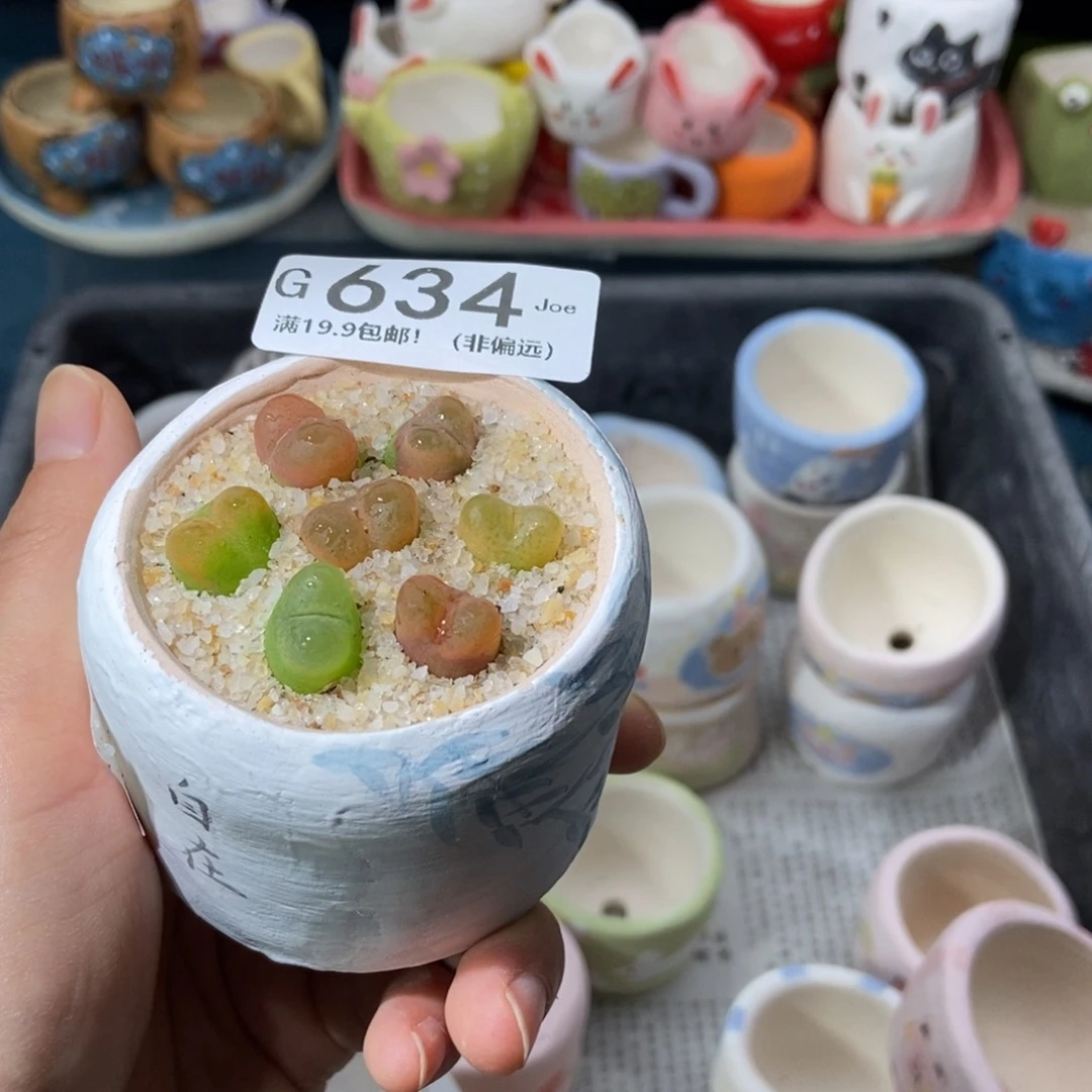 大舅生石花肉锥多肉634