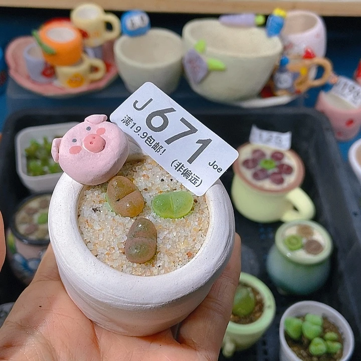 大舅生石花肉锥多肉671