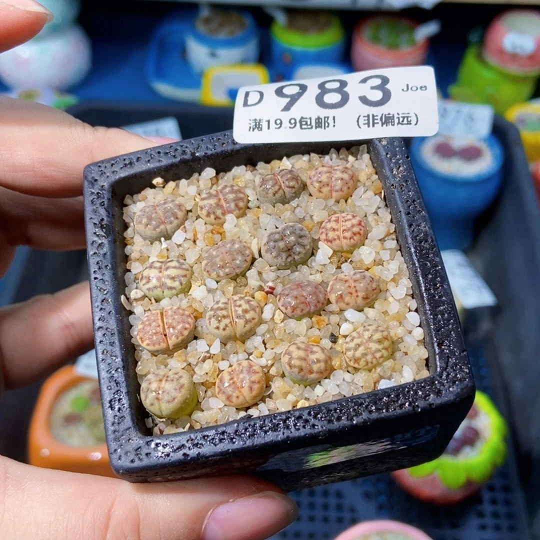 大舅生石花肉锥多肉983