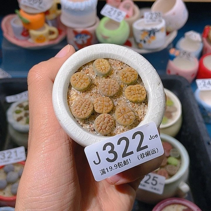 322大舅生石花肉锥