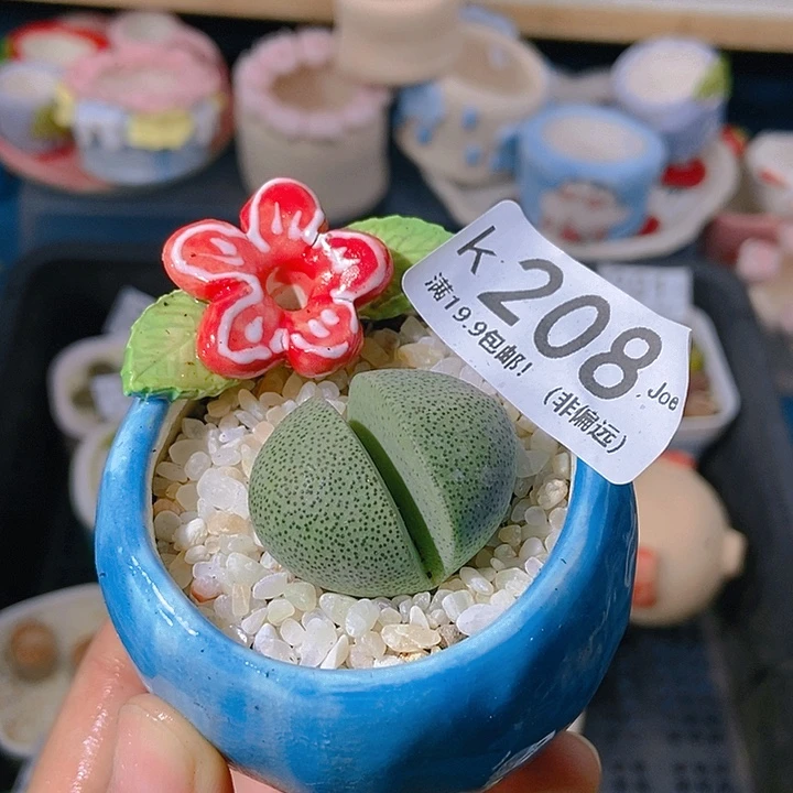 大舅生石花肉锥多肉 208