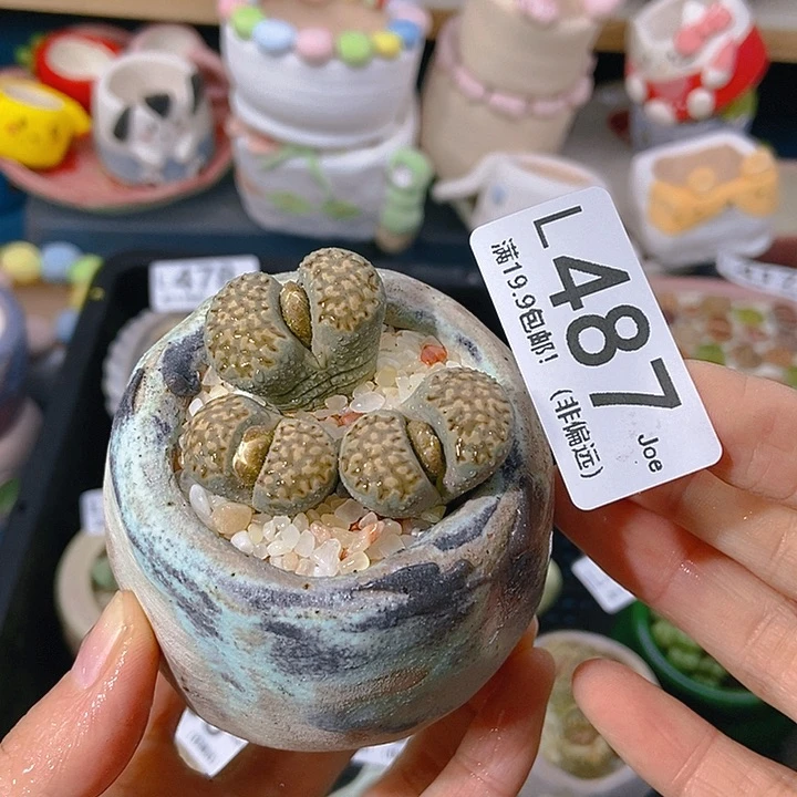 大舅生石花肉锥多肉487