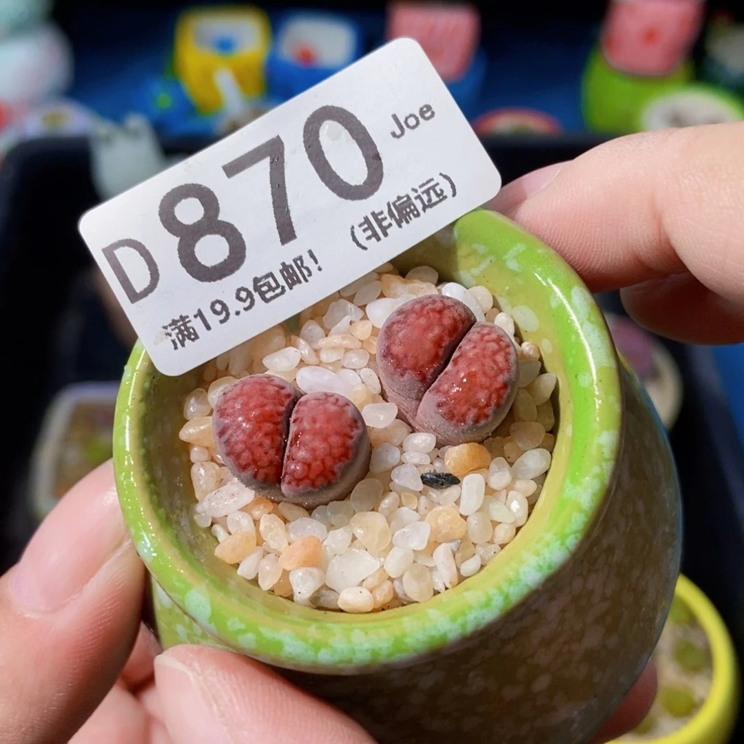 大舅生石花肉锥多肉870