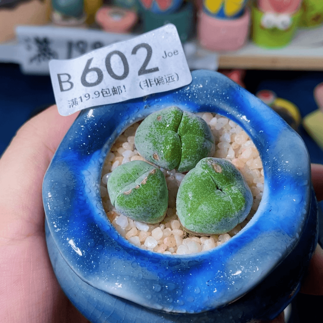 大舅生石花肉锥多肉602