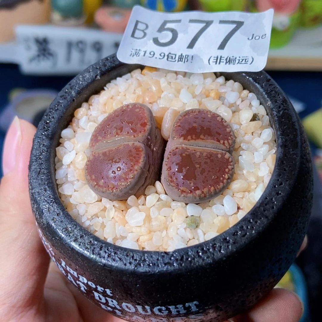 大舅生石花肉锥多肉577