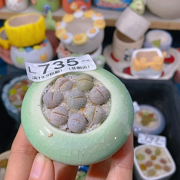 大舅生石花肉锥多肉735