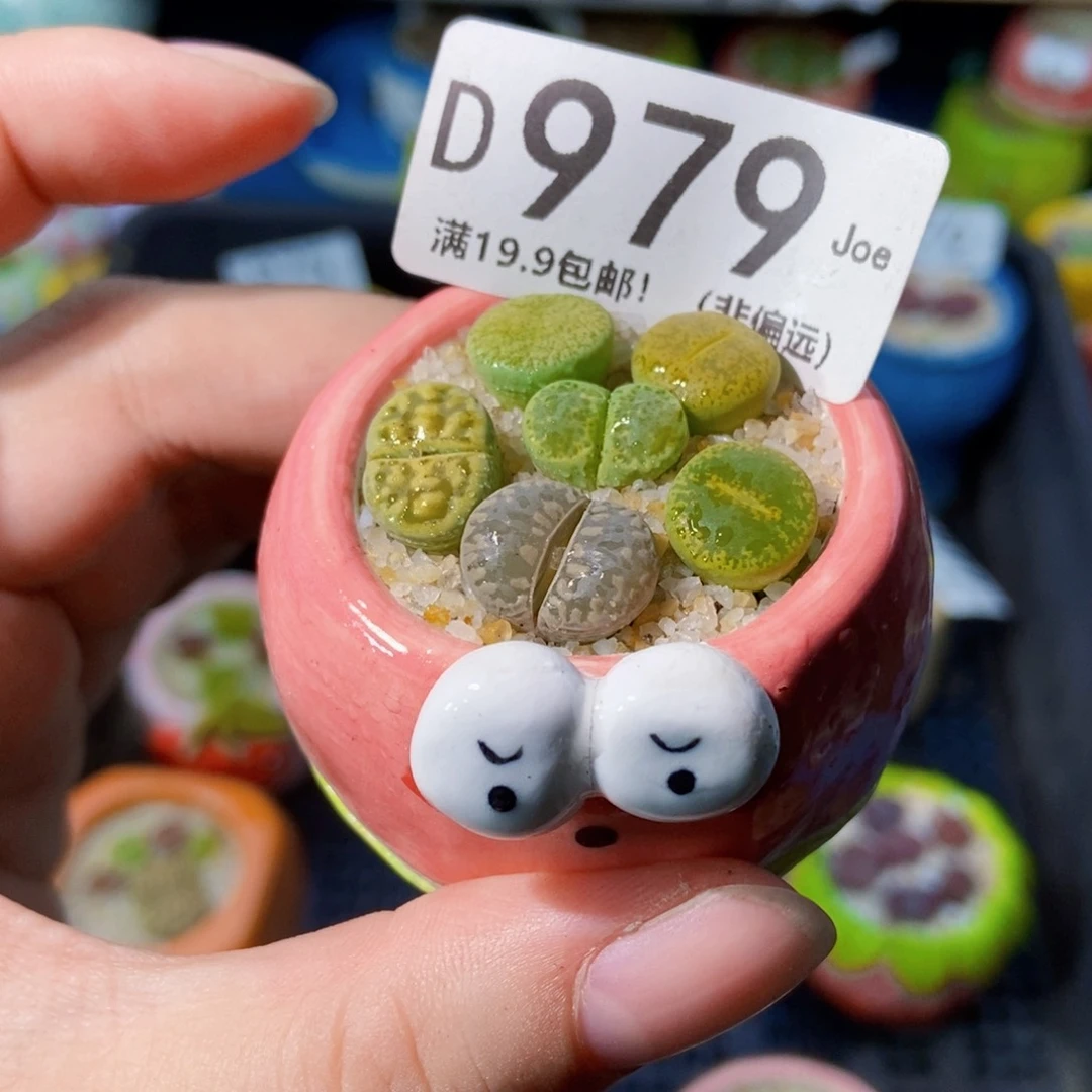 大舅生石花肉锥多肉979