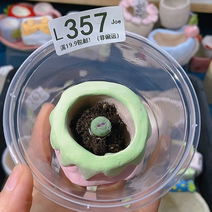 d**o大舅生石花肉锥多肉357