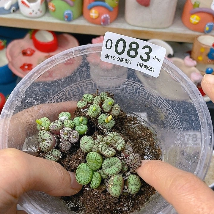 ?***?大舅生石花肉锥多肉083