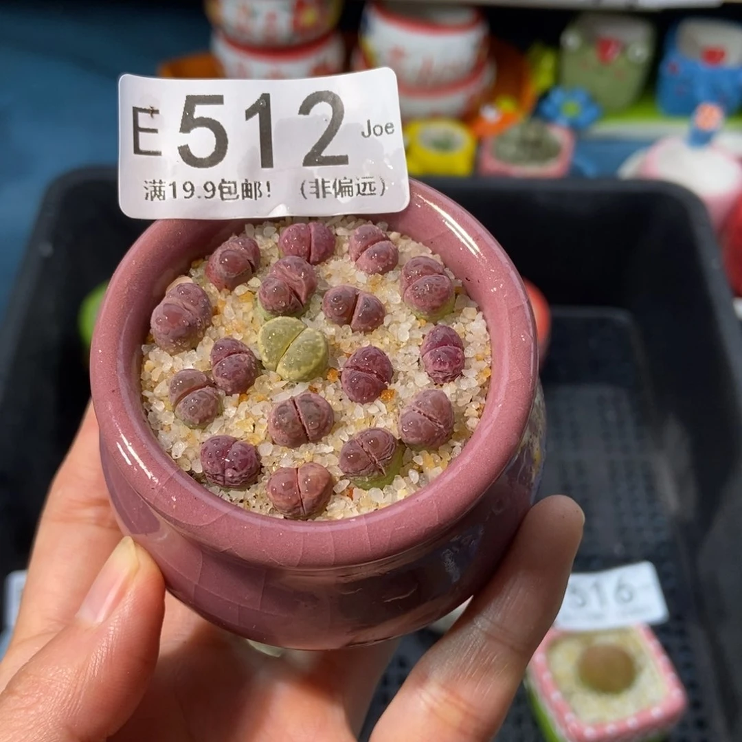 大舅生石花肉锥多肉512