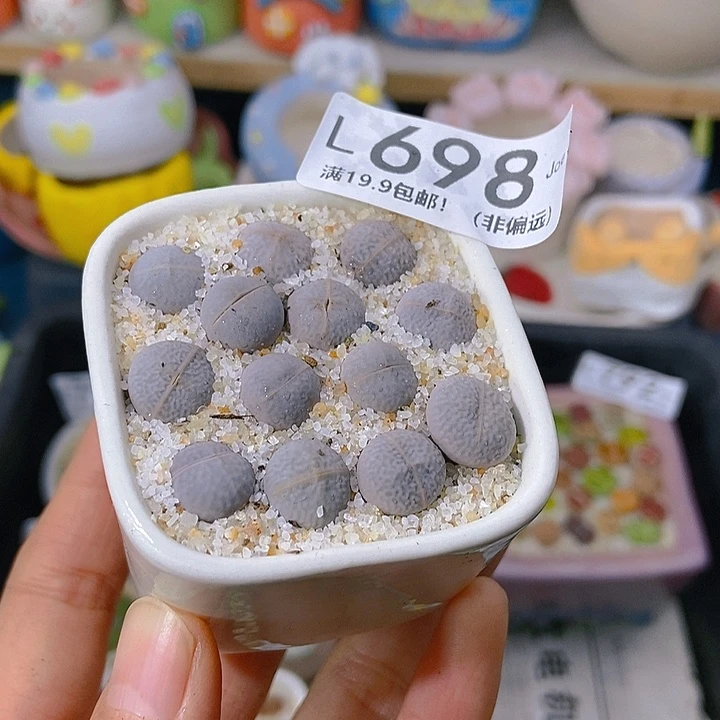 大舅生石花肉锥多肉698