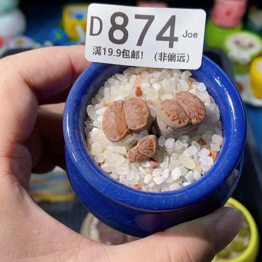 大舅生石花肉锥多肉874