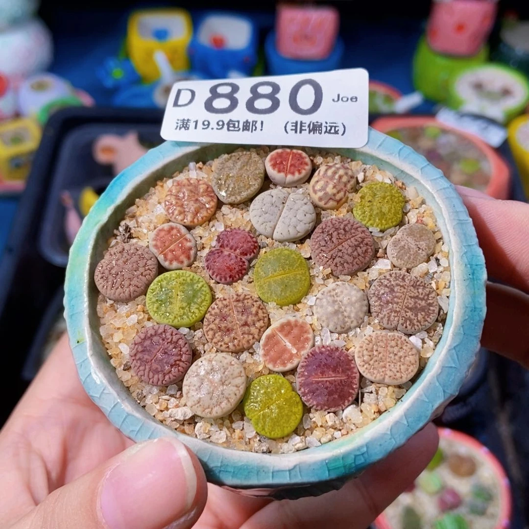大舅生石花肉锥多肉880