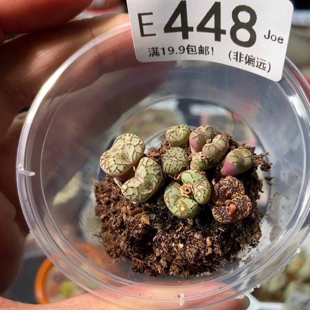 随*心大舅生石花肉锥多肉448
