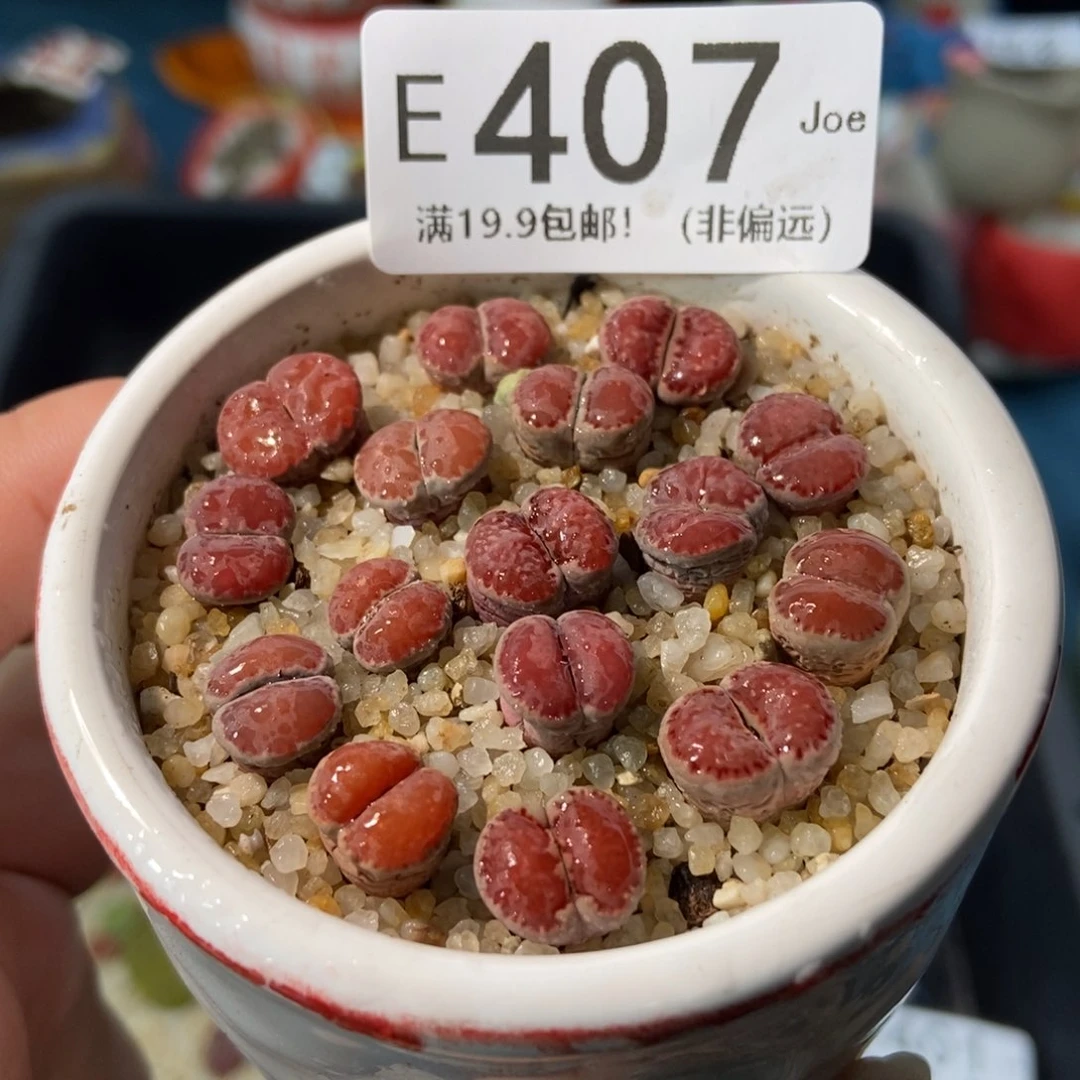 大舅生石花肉锥多肉407