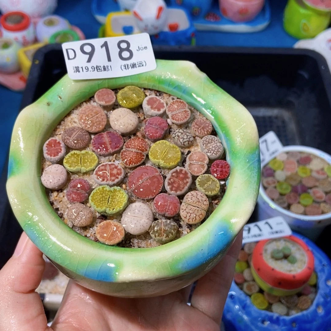 大舅生石花肉锥多肉918
