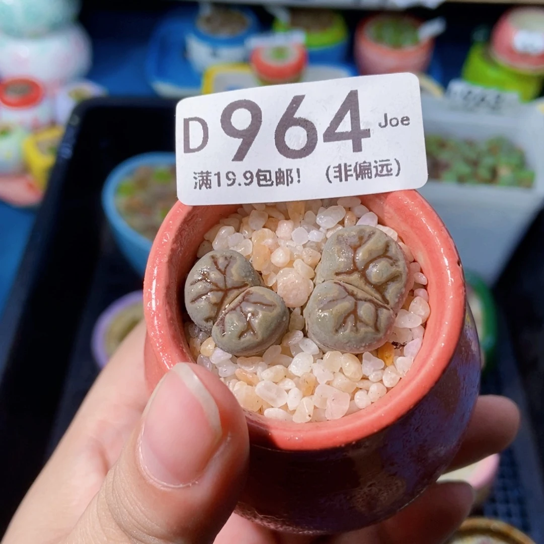 大舅生石花肉锥多肉964