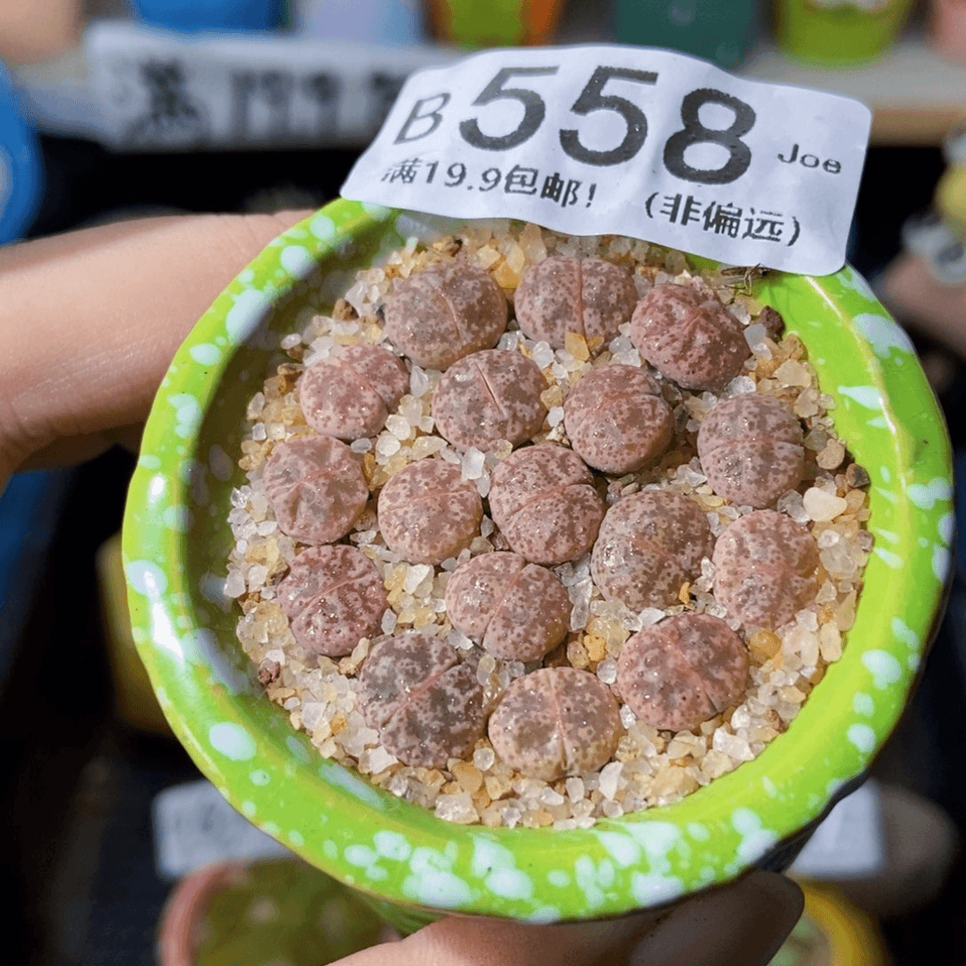 大舅生石花肉锥多肉558