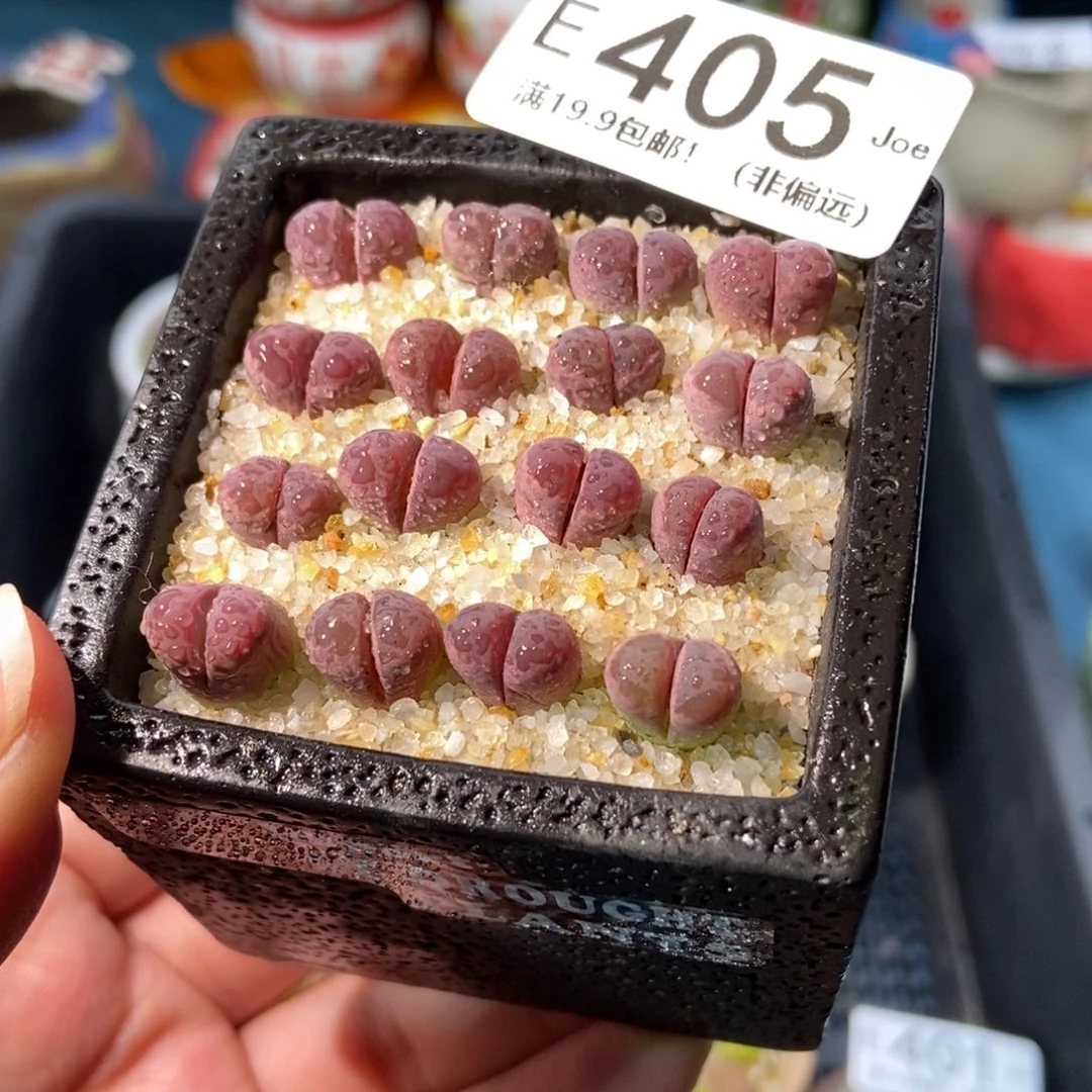 大舅生石花肉锥多肉405