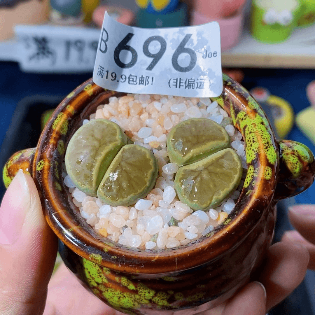 大舅生石花肉锥多肉696
