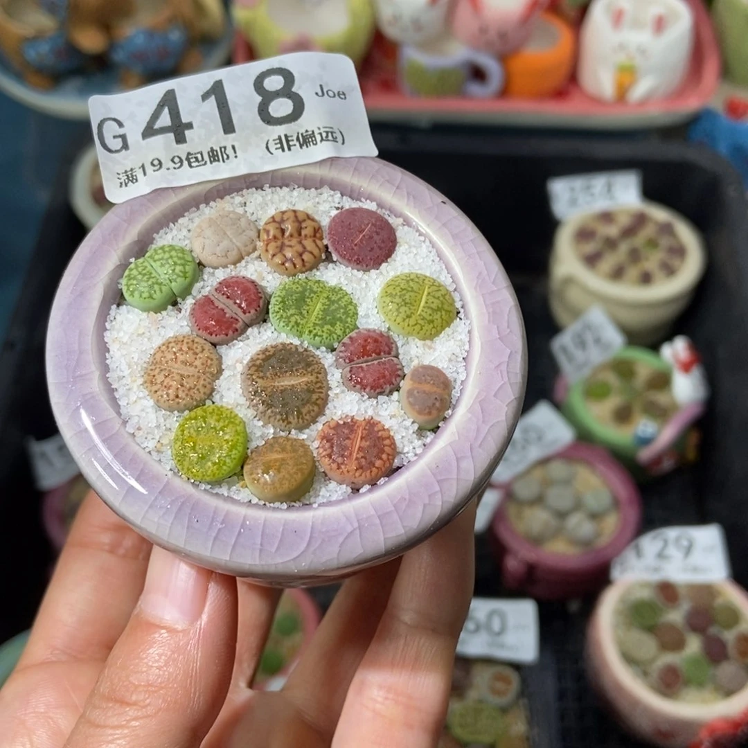 大舅生石花肉锥多肉418