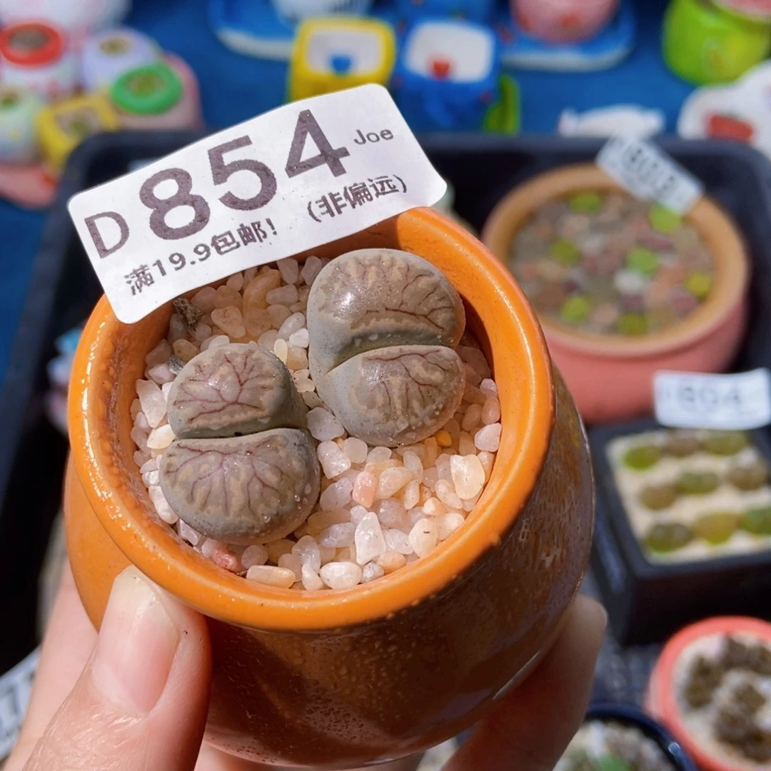 大舅生石花肉锥多肉854