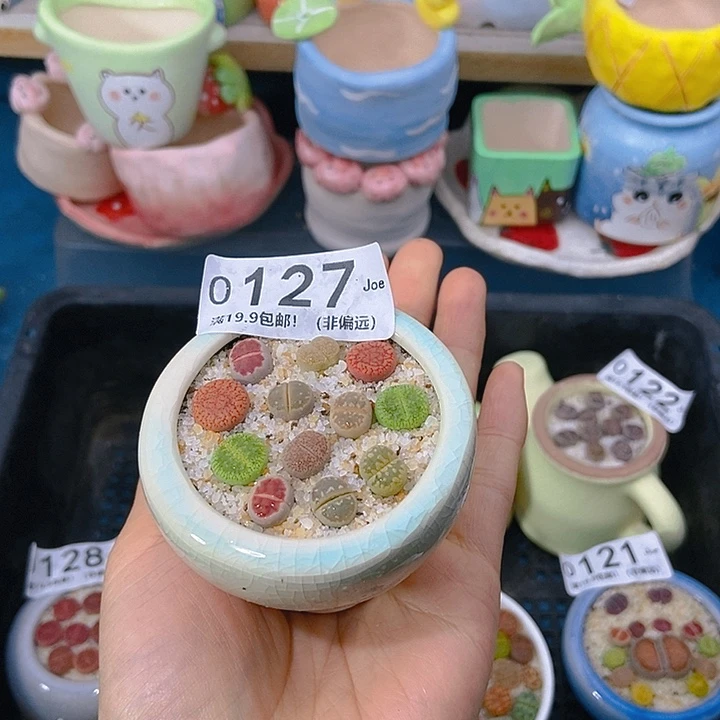 大舅生石花肉锥多肉127