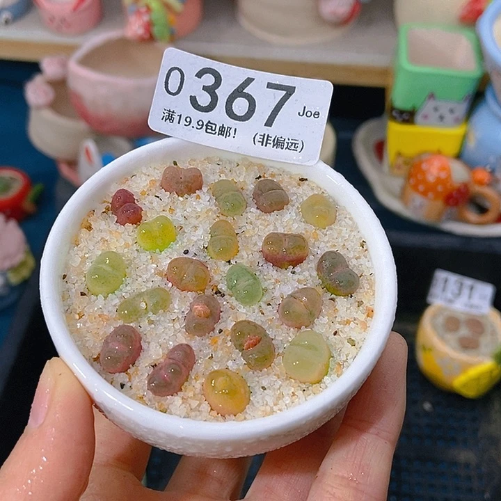 大舅生石花肉锥多肉367