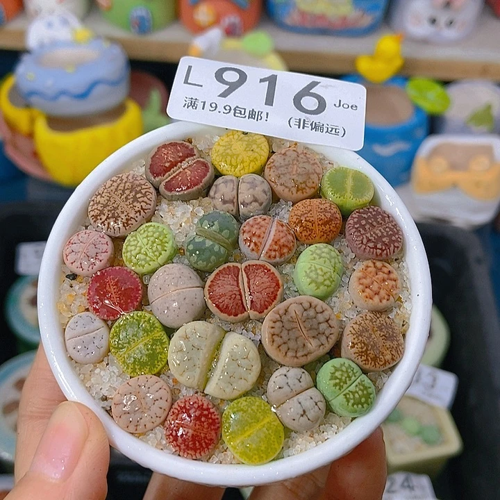 大舅生石花肉锥多肉916