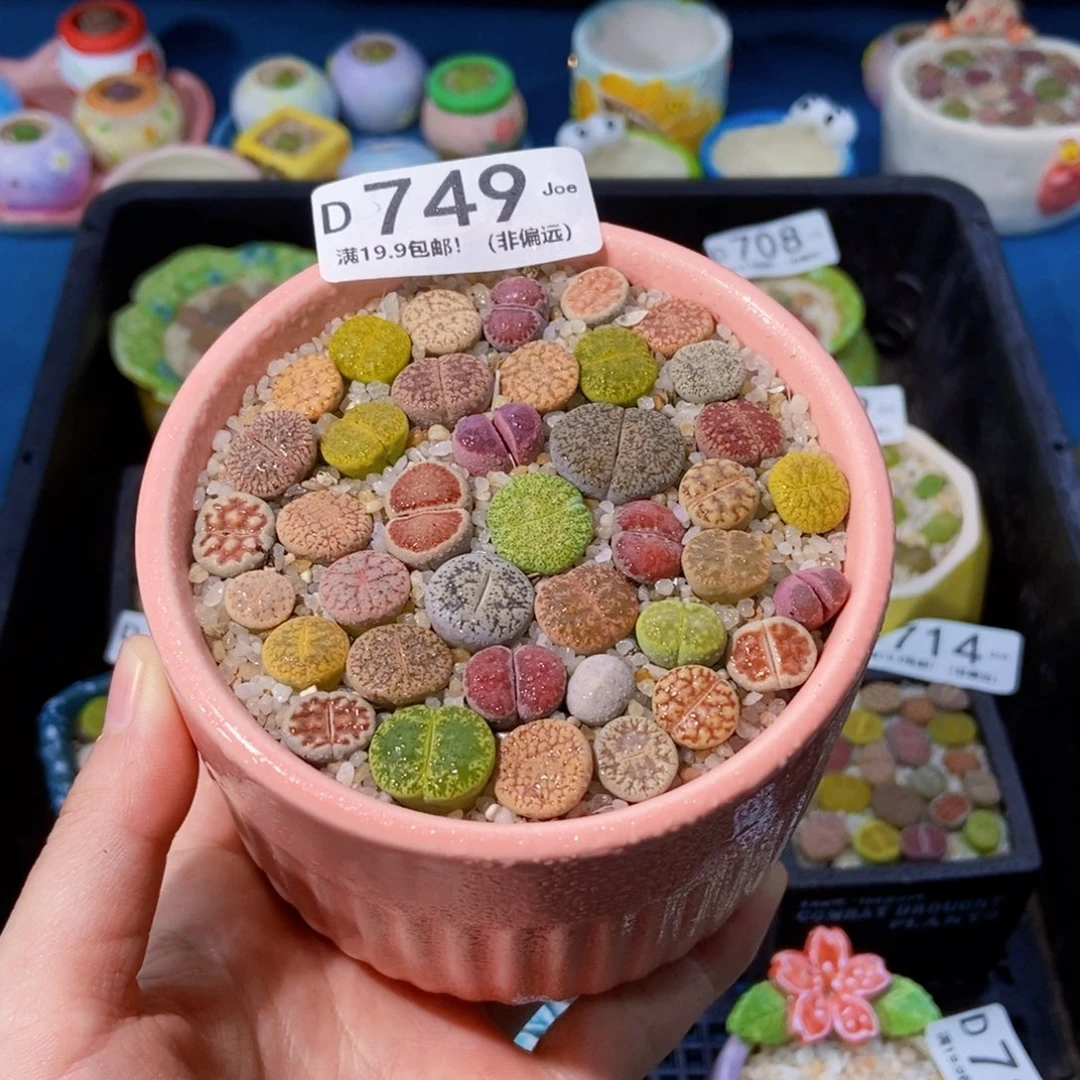 大舅生石花肉锥多肉749