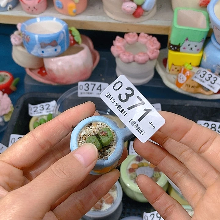 甜*辣大舅生石花肉锥多肉371