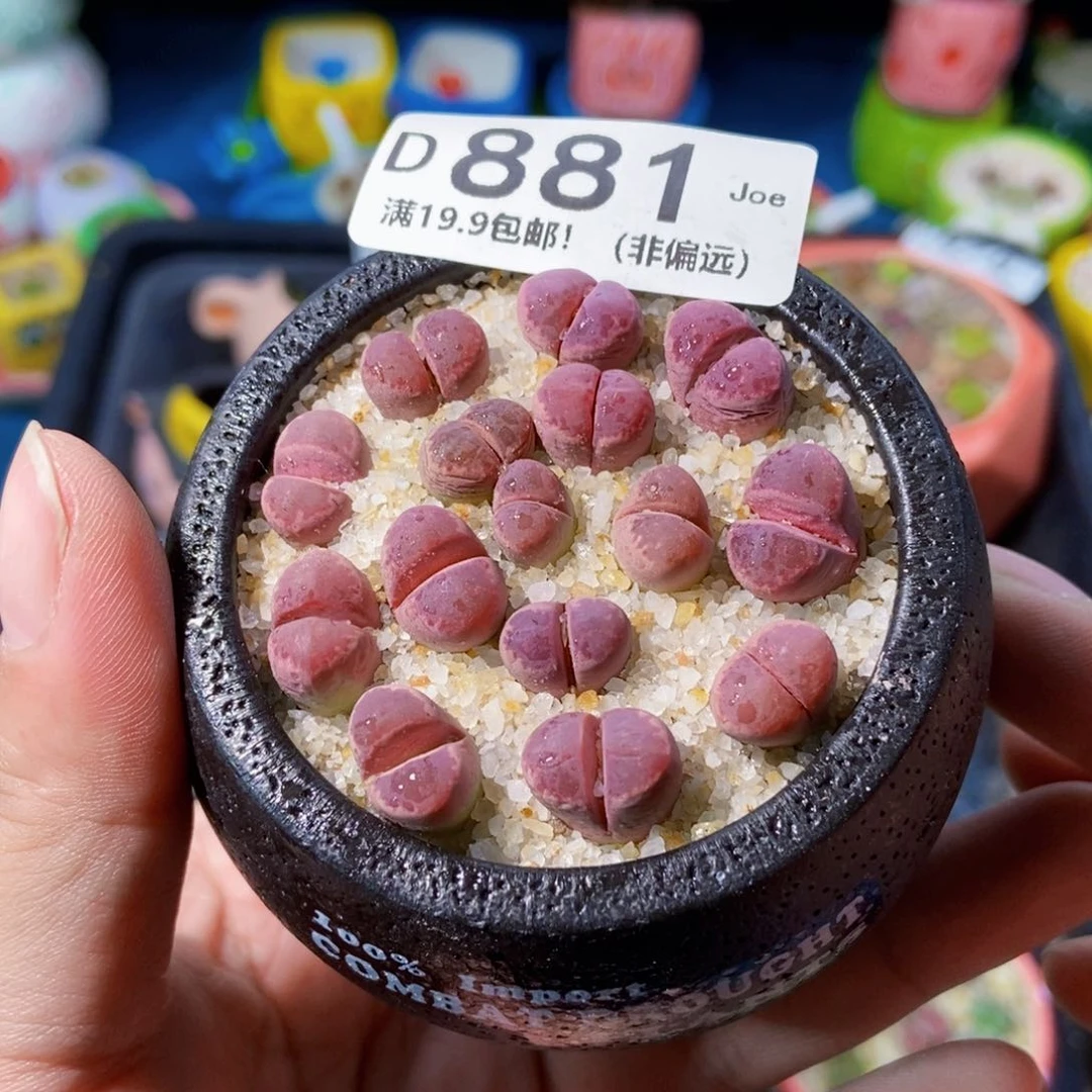 大舅生石花肉锥多肉881