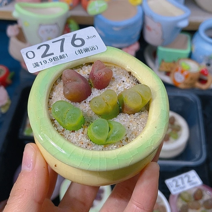 毒****o大舅生石花肉锥多肉276